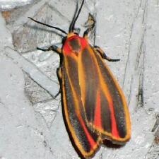 Hypoprepia fucosa