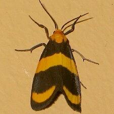 Eudesmia arida