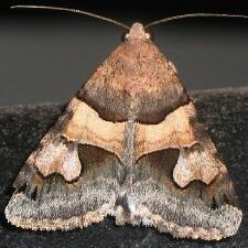 Drasteria pallescens