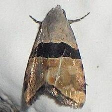 Cobubatha lixiva