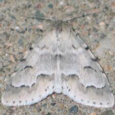 Acronicta innotata