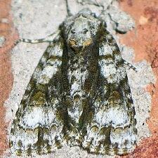 Acronicta superans