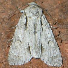 Acronicta laetifica