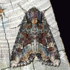 Apamea amputatrix