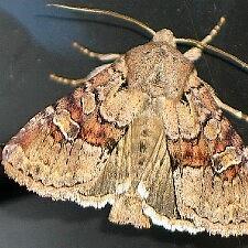 Apamea sordens