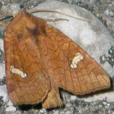 Amphipoea interoceanica