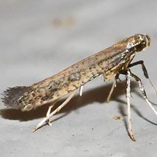 Caloptilia hypericella