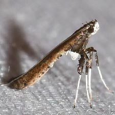 Caloptilia rhoifoliella