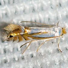 Phyllonorycter albanotella