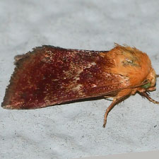 Schinia varix