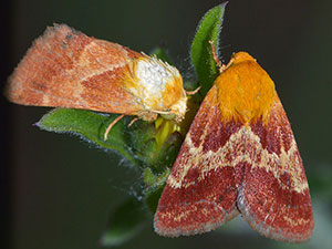 Schinia varix