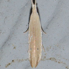 Coleophora manitoba