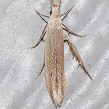 Coleophora manitoba