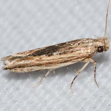 Symmetrischema striatella