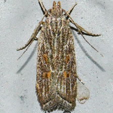 Helcystogramma chambersella