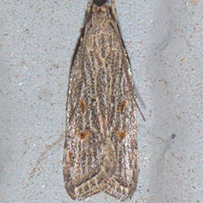 Helcystogramma chambersella