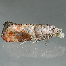 Rhyacionia aktita