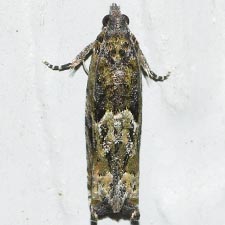 Pseudexentera haracana