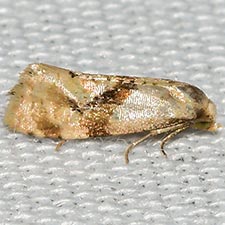 Gynnidomorpha romonana