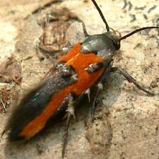 Euclemensia bassettella