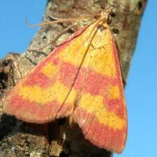 Pyrausta laticlavia