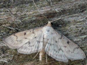 Herpetogramma bipunctalis