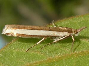 Crambus quinquareatus