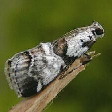 Tallula atrifascialis