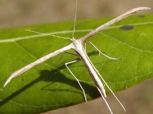 Emmelina monodactyla