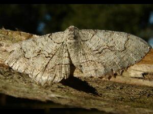 Cymatophora approximaria