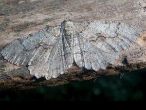 Cymatophora approximaria