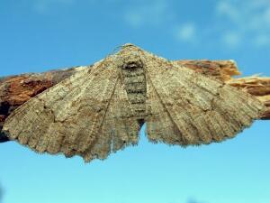 Cymatophora approximaria