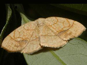 Nematocampa resistaria