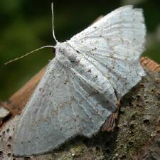 Idaea tacturata