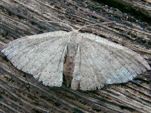 Cyclophora myrtaria