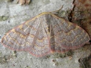 Leptostales pannaria