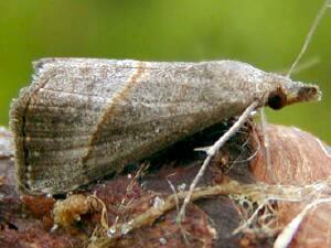 Hypena degesalis