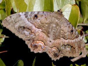 Ascalapha odorata