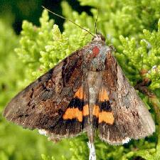 Catocala muliercula