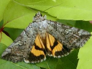 Catocala similis