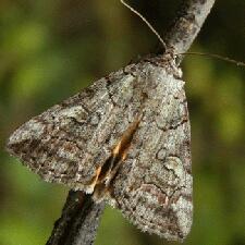 Catocala similis