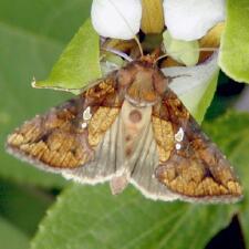 Argyrogramma verruca