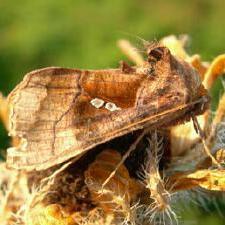 Enigmogramma basigera