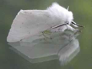 Spilosoma vestalis