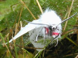 Spilosoma vestalis