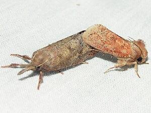 Acrolophus plumifrontella