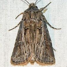 Agrotis gladiaria