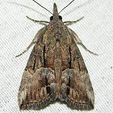 Hypena scabra