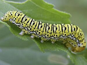 Basilodes chrysopis