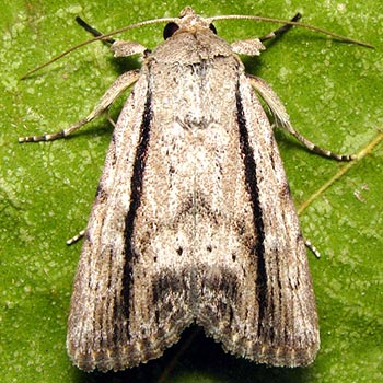 Catabenoides terminellus